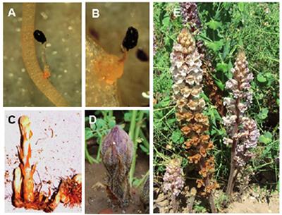 Biological Characteristics, Impacts, and Management of Crenate Broomrape (Orobanche crenata) in Faba Bean (Vicia faba): A Review